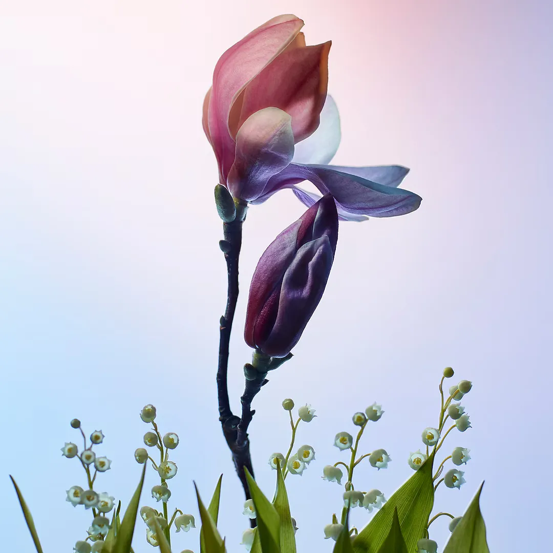 Miniature 2 de APOGEE