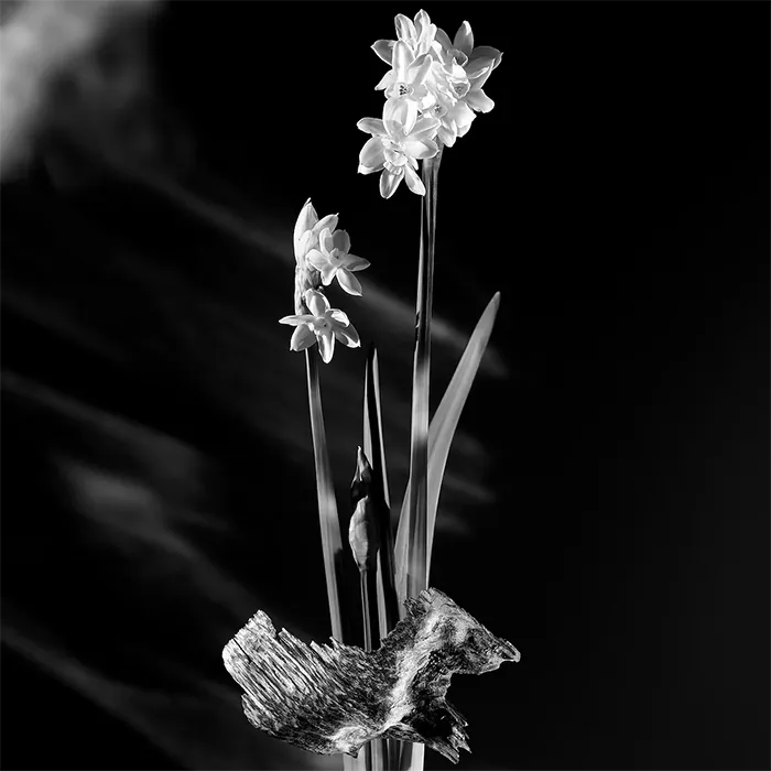 Miniature 2 de MATIER NOIR